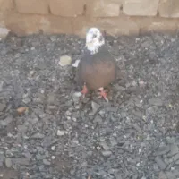 کبوتر شازده