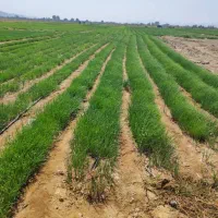 نهال پیاز تفتان سفید پاکتی