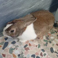 خرگوش نر بازیگوش