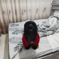 سگ پاکوتاه نر شیتزو ترییل