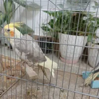 عروس هلندی|پرنده|دره شهر, |دیوار