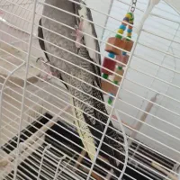 عروس هلندی|پرنده|باغستان, |دیوار