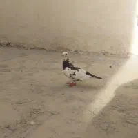 کبوترسوسکی