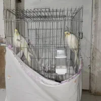 یک جفت عروس هلندی نر سخنگو ماده جوجه سه ماهه هست|پرنده|شیراز, شاهچراغ|دیوار