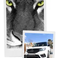 (white tiger) x33mvmبدون رنگ وزیبا