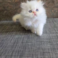 گربه نژاد دار سرپرستی