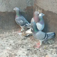 کبوترهای جاده‌ی