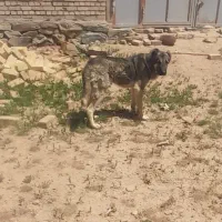 توله سرابی