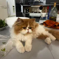گربه پرشین جینجر نر جهت جفتگیری