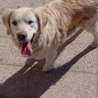 واگذاری سگ گلدن