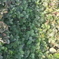 بذر و نهال توت فرنگی رقم سا برینا پر بار یکدست|خدمات باغبانی و درختکاری|خان ببین, |دیوار