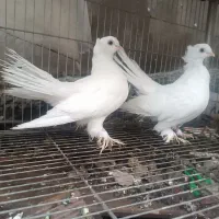 کبوتر زینتی تزیینی دم چتری آمریکایی یو|پرنده|محمودآباد, |دیوار