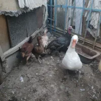 غاز .بوقلمون.مرغ|حیوانات مزرعه|چهاربرج, |دیوار