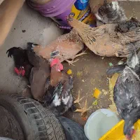 حیوانات مزرعه|حیوانات مزرعه|بندر ماهشهر, |دیوار