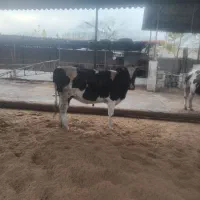 ۲تا تلیسه جنس بالا....گاو گوساله