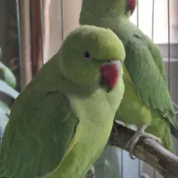 دو عدد طوطی ملنگو