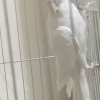 عروس هلندی (آلبینو)