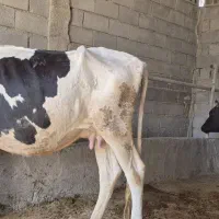 گاو جوان شیری|حیوانات مزرعه|مسجد سلیمان, |دیوار