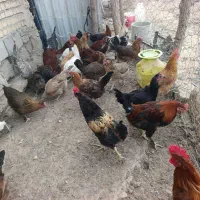 فروش مرغ تخم گذارمحلی اصلی