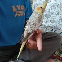 پرنده|پرنده|کنارک, |دیوار