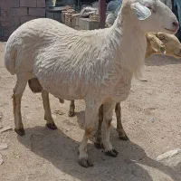 قوچ مغان سنگین وزن 6 دندون