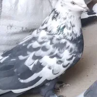 کفتر|پرنده|فارسان, |دیوار