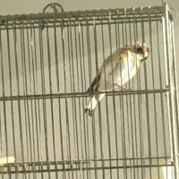 سهره نر بخون