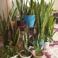 گل طبیعی سانسوریا|گل و گیاه طبیعی|معصومیه, |دیوار