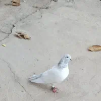 دستپرجونه باخت رفته