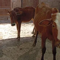 گوساله شادگان
