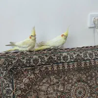 دوتاعروس هلندی جوان نر ومادە بدون هیچ مشکلی|پرنده|مریوان, |دیوار