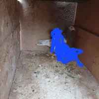 یک عدد هفرنگ نر|پرنده|دشتابی, |دیوار