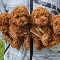 توله پودل عروسکی Toy Poodle