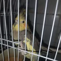 عروس|پرنده|قم, ناصردیوان|دیوار