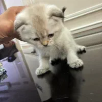 گربه سیلور اسکاتیش|گربه|شیراز, سعدیه شمالی|دیوار