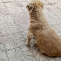 پامرین یک ساله|سگ|نهاوند, |دیوار