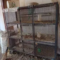 فروش قفسه سه طبقه مرغ و خروس