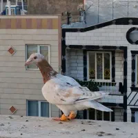 هفرنگ نر و ماده  قاراسیاه  سرخ بتو