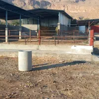 اجاره گاوداری بزرگ و مجهز|اجارهٔ دفتر صنعتی، کشاورزی، تجاری|مرودشت, محمد آباد|دیوار