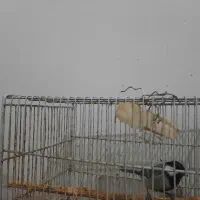 فنچ اواز خان|پرنده|بجنورد, |دیوار