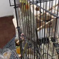 عروس هلندی ماده|پرنده|رودسر, |دیوار