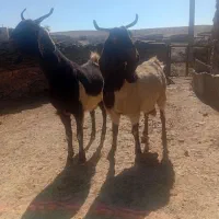 دوعددبزجوان ۲۸۰۰۰۰۰۰