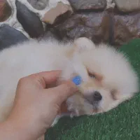 سگ آپارتمانی پامرانین|سگ|مراغه, |دیوار