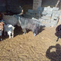 نر سه بری،|حیوانات مزرعه|کویرات, |دیوار