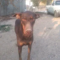 سگ ماده افغان و دوبرمن اصل|سگ|هشتگرد, فاز ۳ مهستان|دیوار