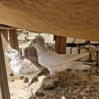 کبوتر نرو ماده