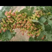 پیوند درخت پسته با ضمانت