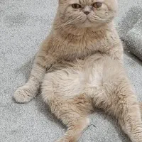 گربه هر اسکاتیش