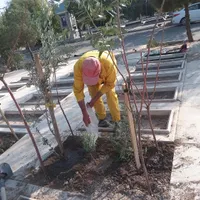 سرقبر کنارقبر سرمزار کاشتن نهال درخت گل وگیاه در|خدمات باغبانی و درختکاری|تهران, باغ خزانه|دیوار
