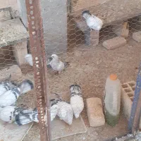 کبوتر شامی ماهومت دمشقی